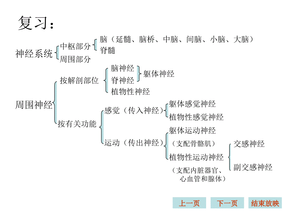 生理学课件神经系统_第2页