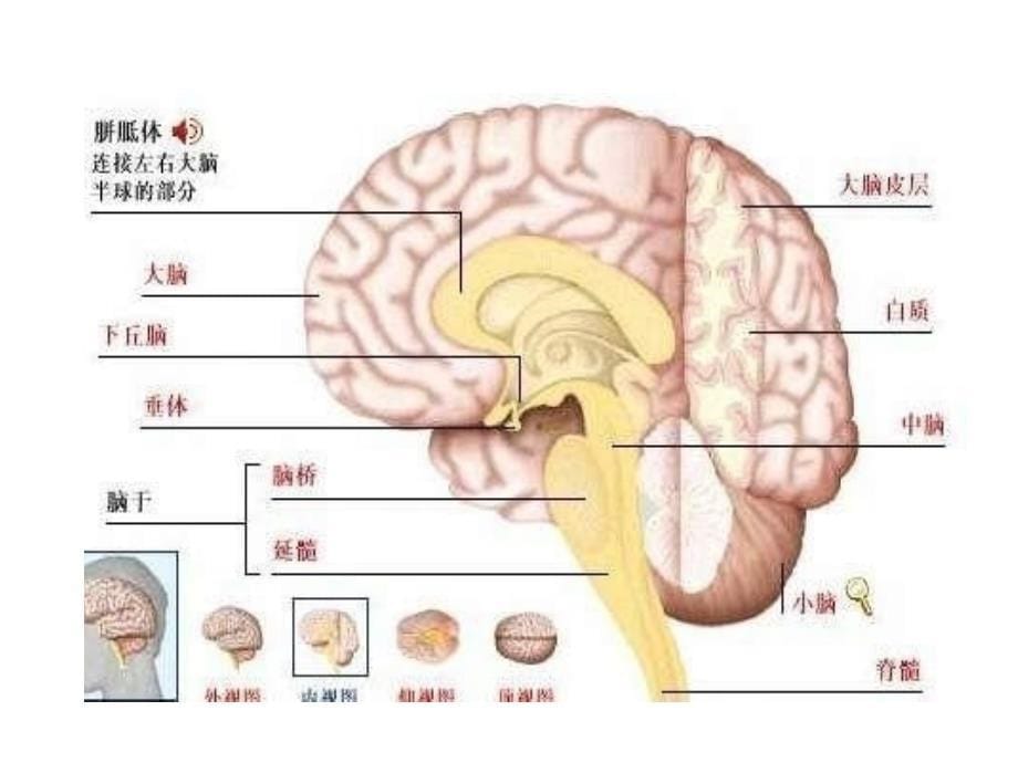 生理学课件神经系统_第5页