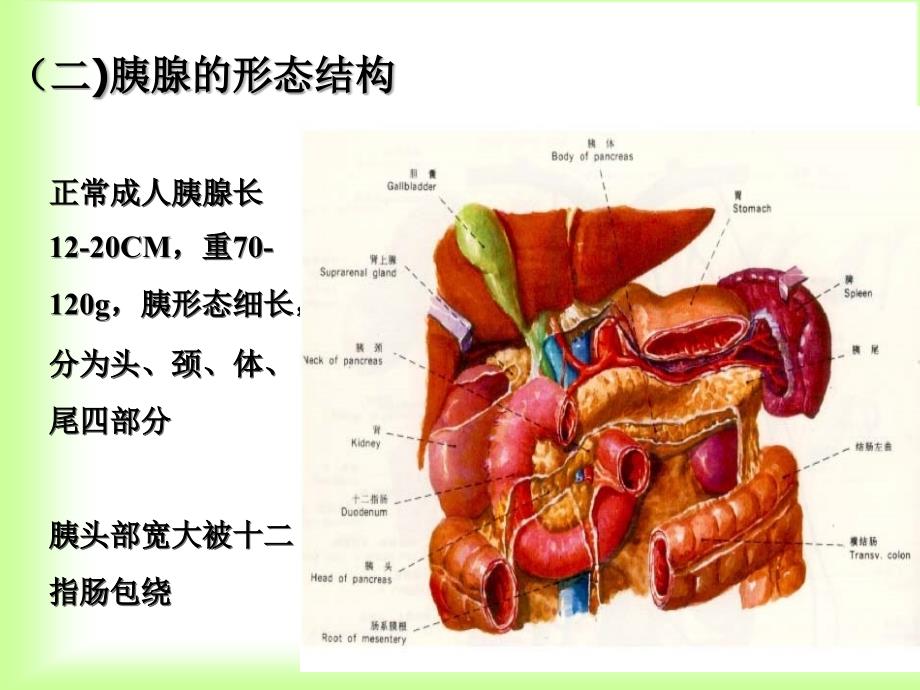 急性胰腺炎患者的护理课件_第4页