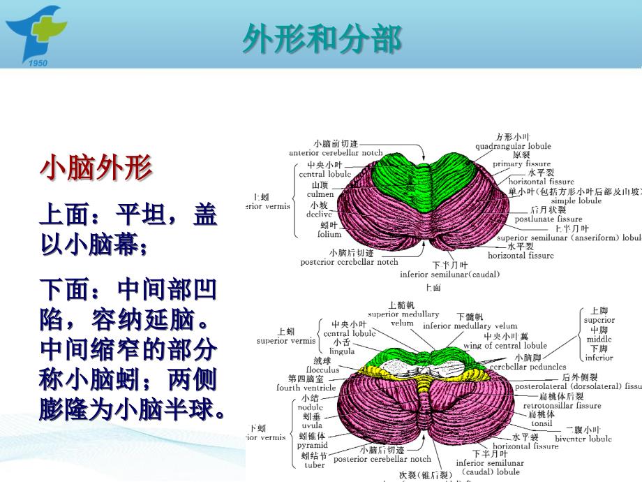 小脑出血诊疗规范_第3页