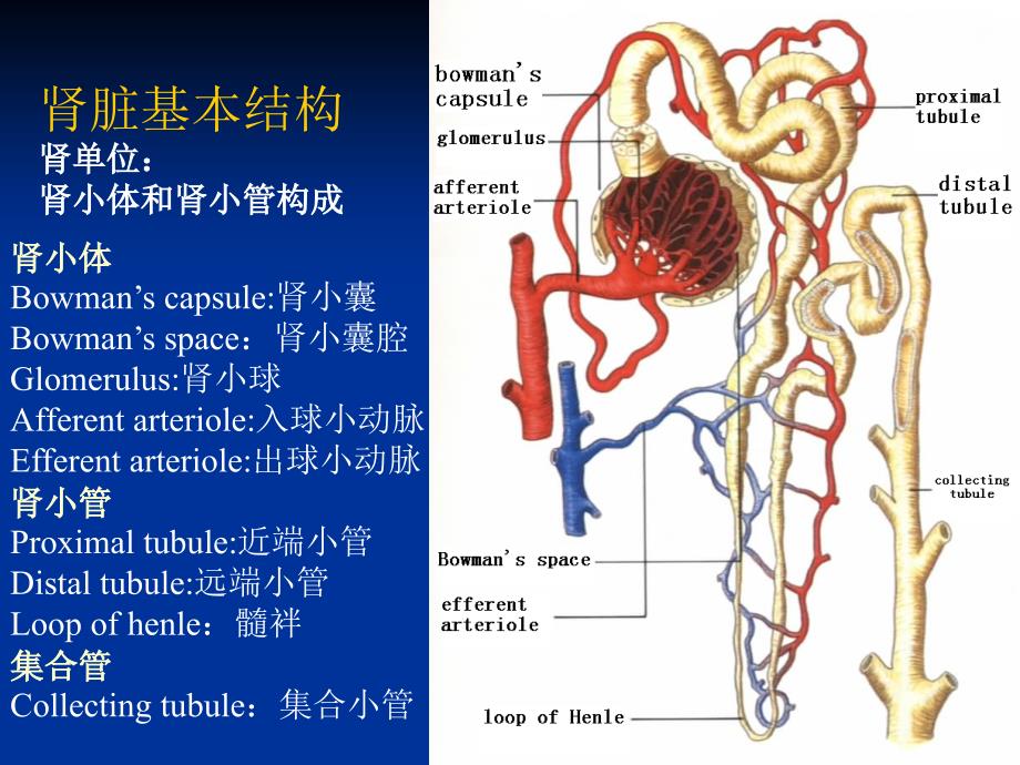 尿液和肾功能检查-诊断学第七版_第3页