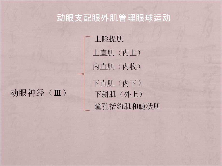 动眼神经解剖.ppt_第2页