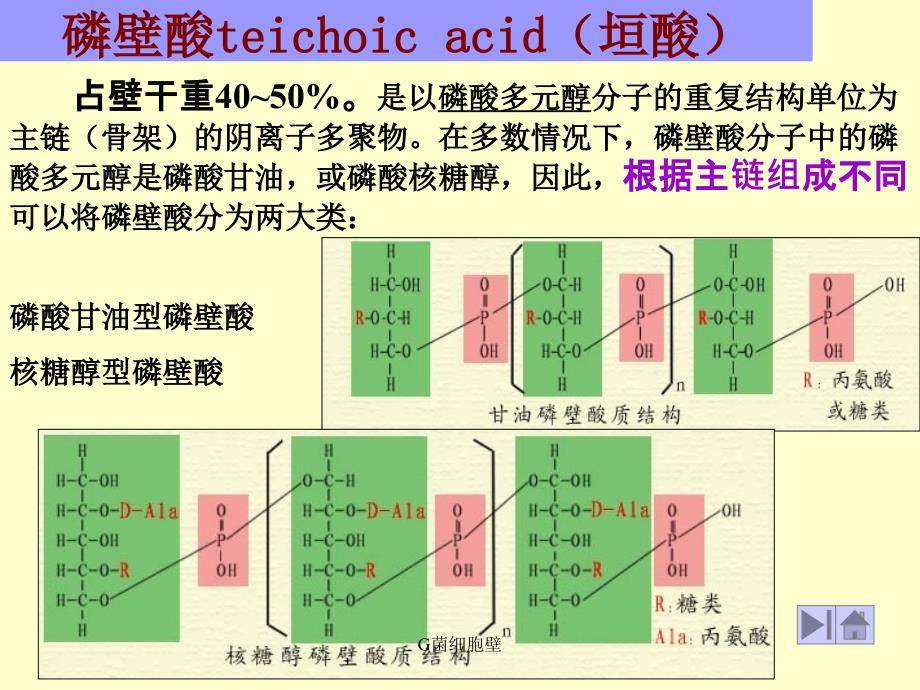 G菌细胞壁课件_第2页