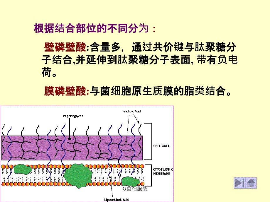 G菌细胞壁课件_第3页