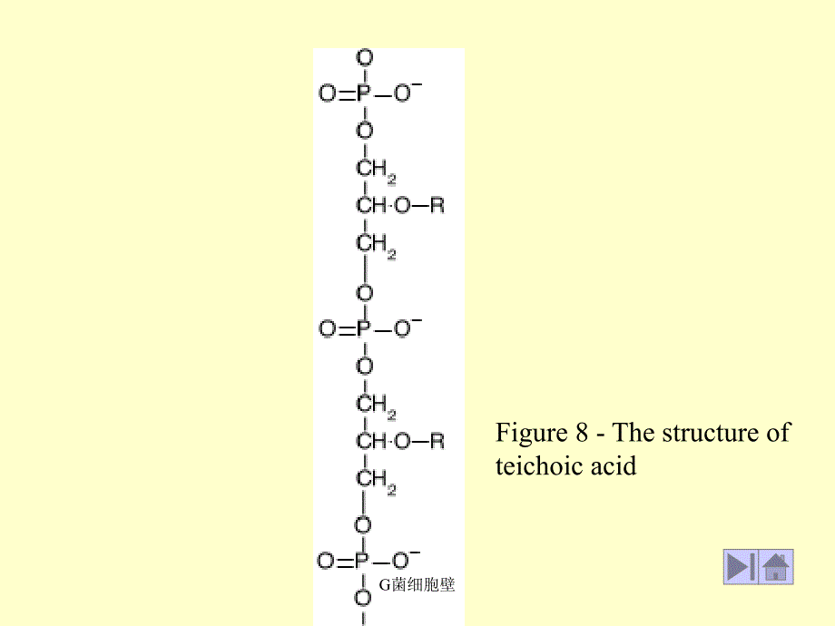 G菌细胞壁课件_第4页