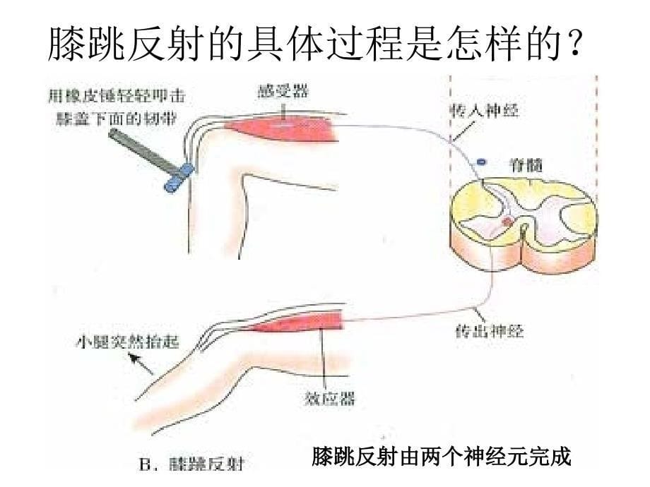 人教版必修三第二章第一节通过神经系统的调节（共40张PPT）_第5页