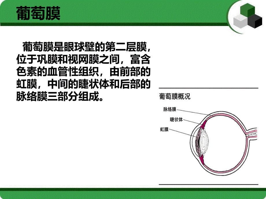 葡萄膜炎护理查房_第1页