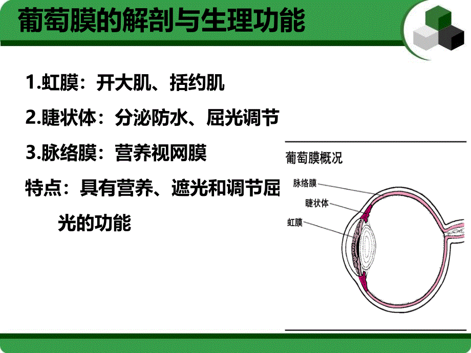 葡萄膜炎护理查房_第2页