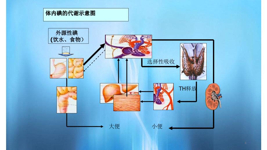 甲功检查实用课件_第4页