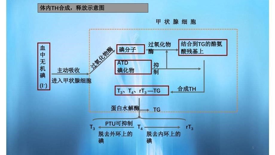 甲功检查实用课件_第5页