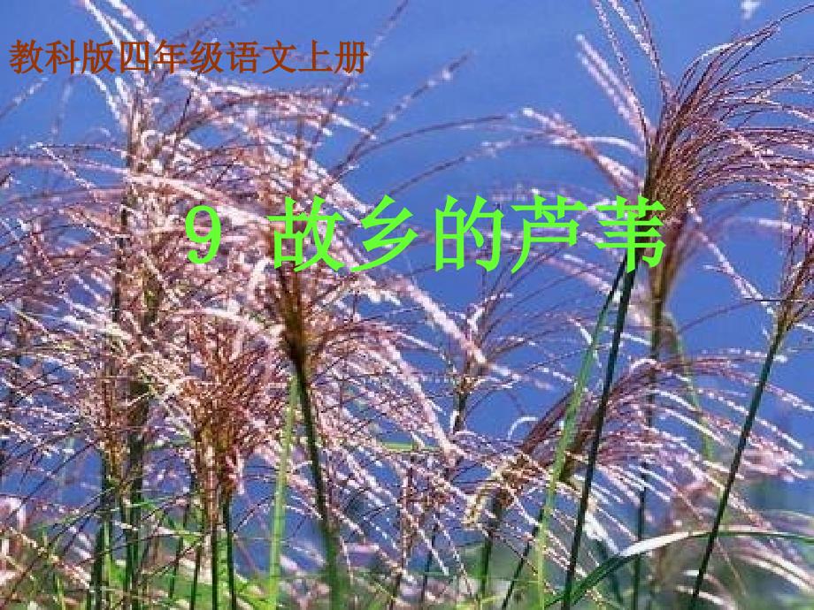 教科版四年级上册9故乡的芦苇_第1页