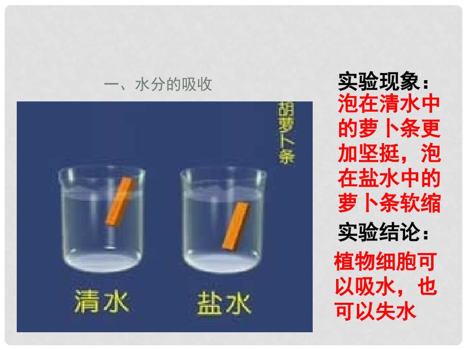 湖北省汉川实验中学七年级生物上册 吸收作用课件 人教新课标版_第2页