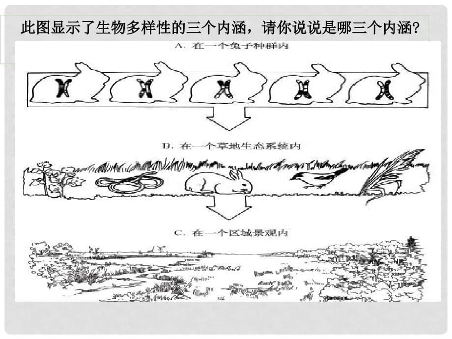 八年级生物下册 6.2.1《生物的多样性》课件 济南版_第5页