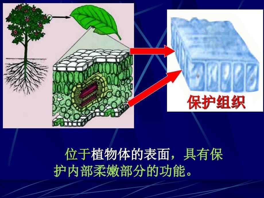 植物体的主要组织_第5页