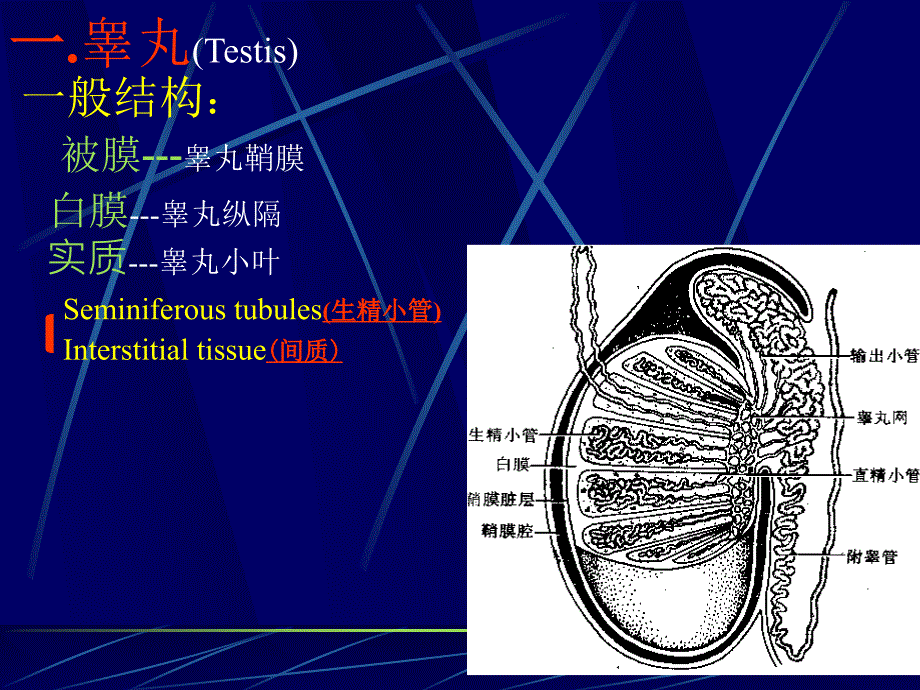 男性生殖ppt课件_第3页