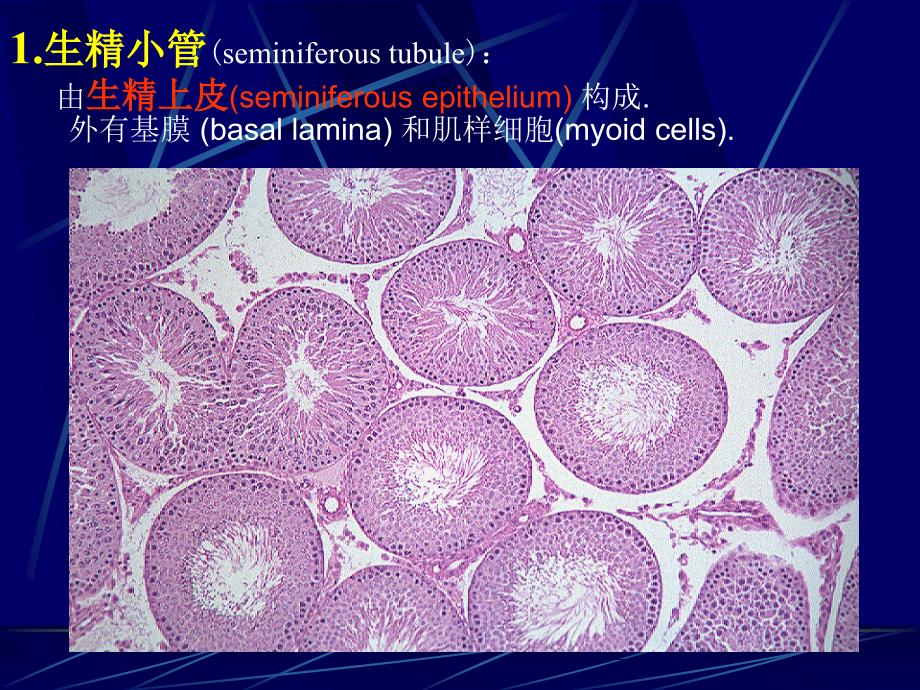 男性生殖ppt课件_第4页