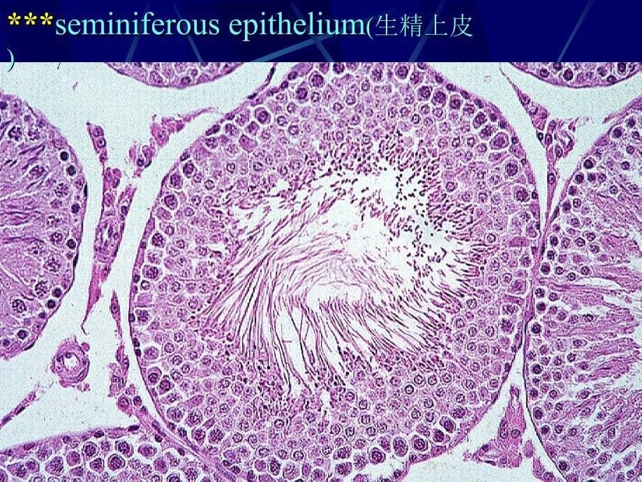 男性生殖ppt课件_第5页