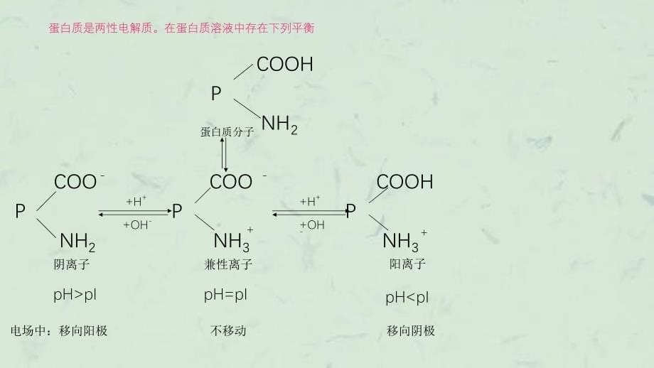 实验2蛋白质的性质实验课件_第5页