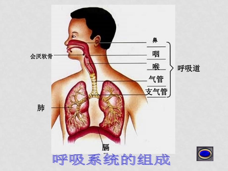 七年级生物下册：第四单元第三章第一节呼吸道对空气的处理7课件 人教版_第3页