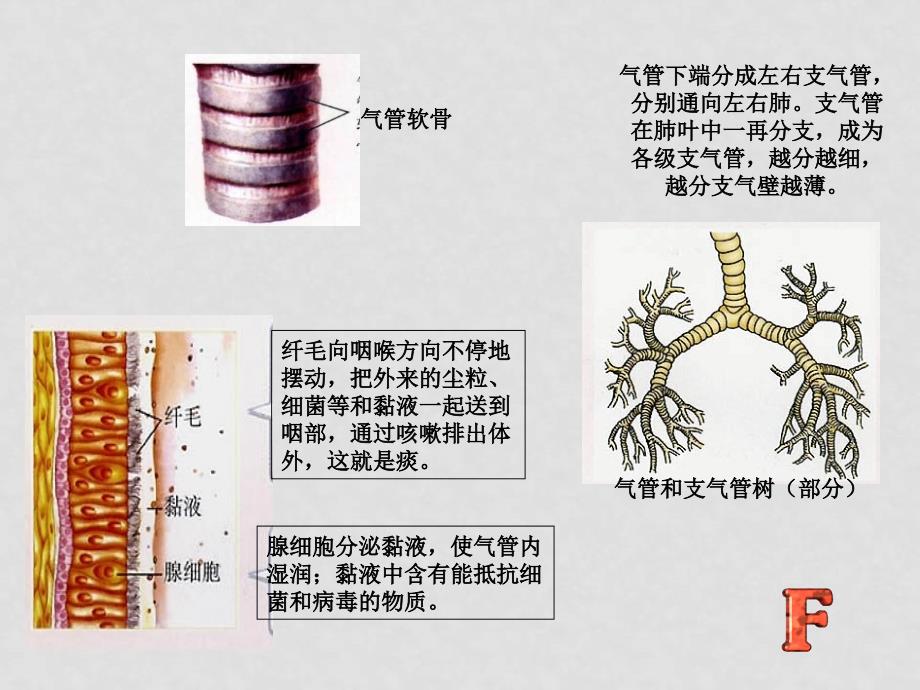 七年级生物下册：第四单元第三章第一节呼吸道对空气的处理7课件 人教版_第4页