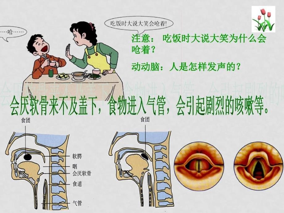 七年级生物下册：第四单元第三章第一节呼吸道对空气的处理7课件 人教版_第5页