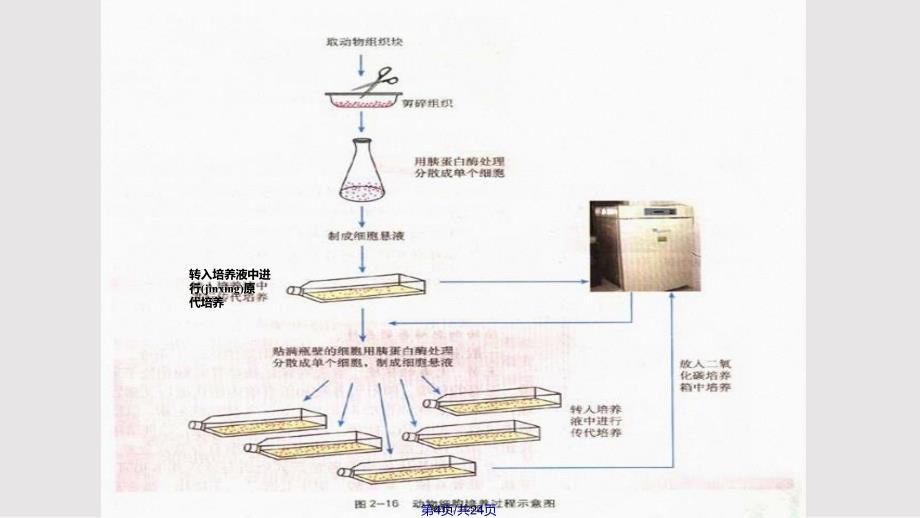 22动物细胞工程实用教案_第4页