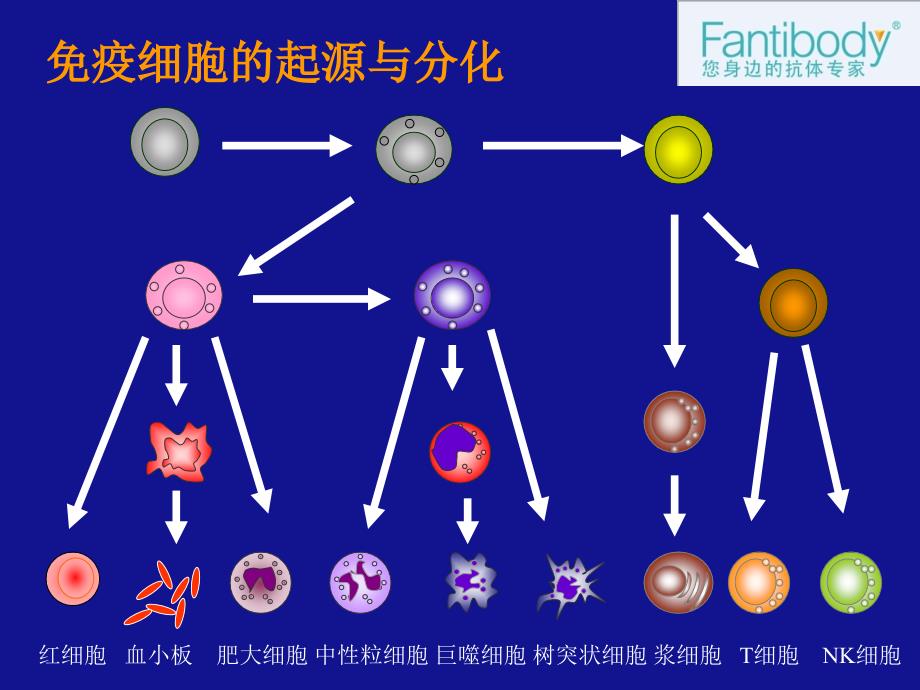 各种免疫细胞的分离与检测的方法对比_第4页