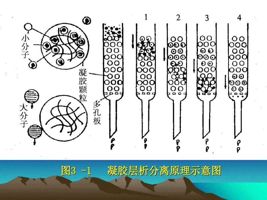 凝胶过滤层析法测定蛋白质分子量_第5页