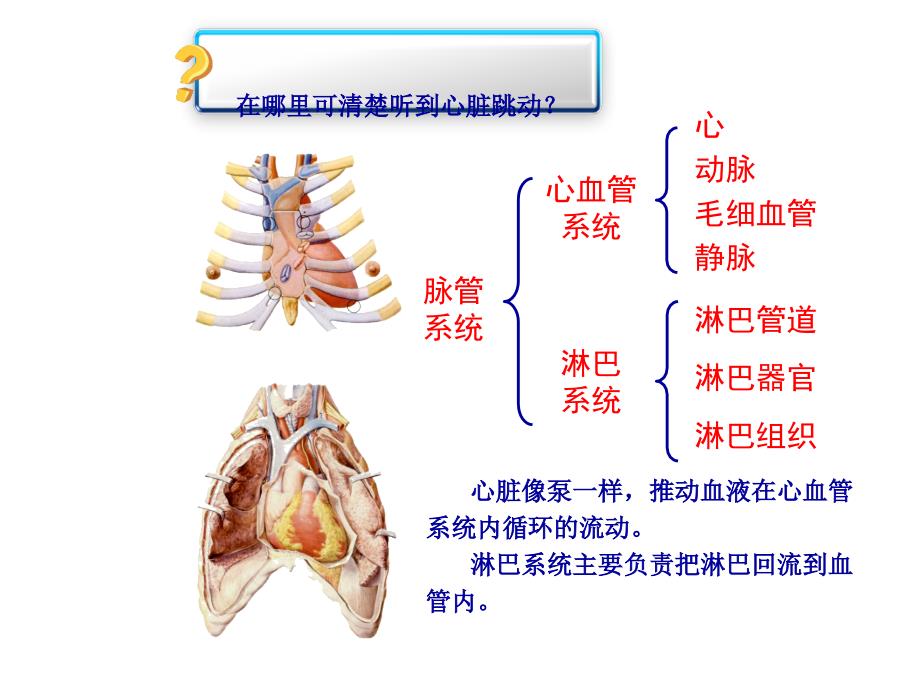 儿童循环系统的结构功能及发育_第2页