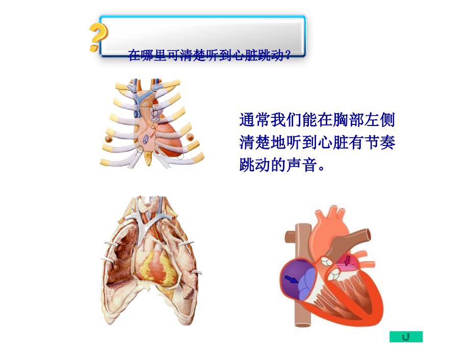 儿童循环系统的结构功能及发育_第4页