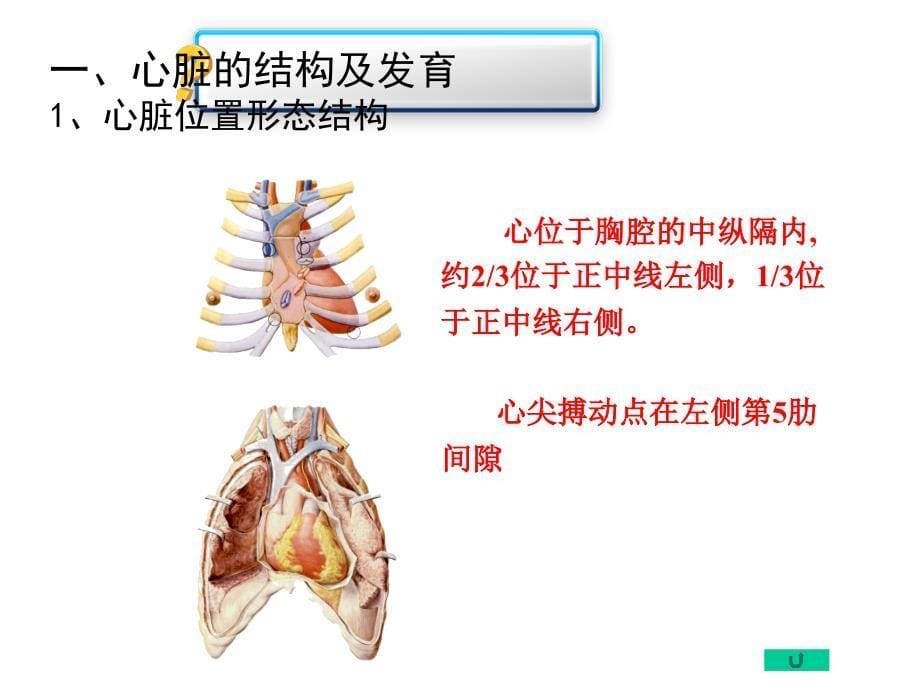 儿童循环系统的结构功能及发育_第5页