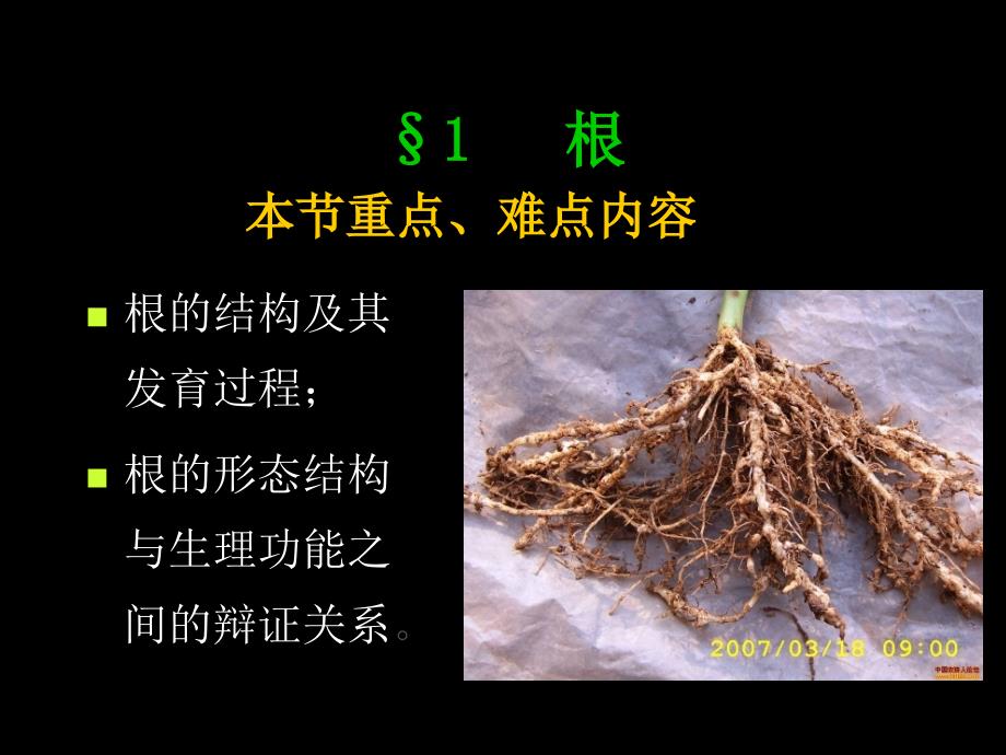 植物学教学资料第三章营养器官根_第4页