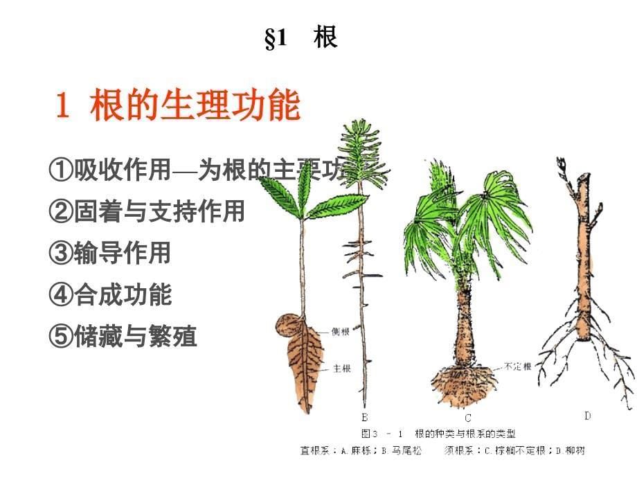 植物学教学资料第三章营养器官根_第5页