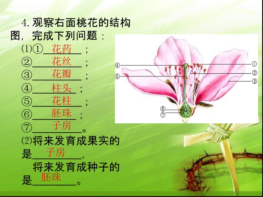 1右图是用显微镜观察的人血涂片放大图据图回答：⑴图中_第4页