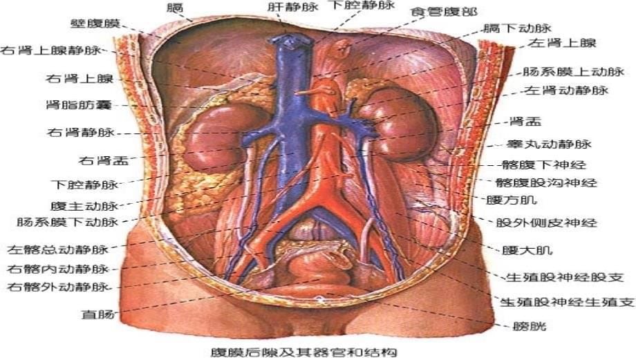 腹主动脉瘤的护理_第5页