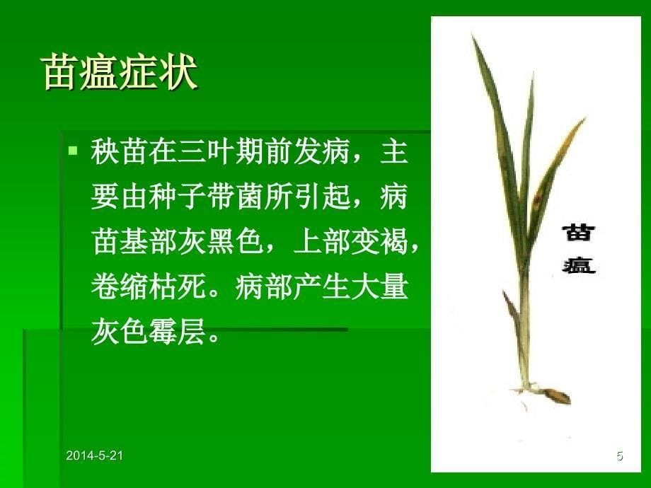 水稻病虫害防治培训.ppt_第5页