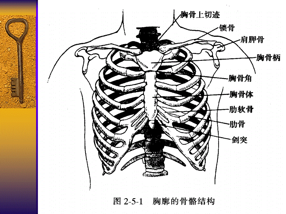 胸部及肺检查课件_第4页