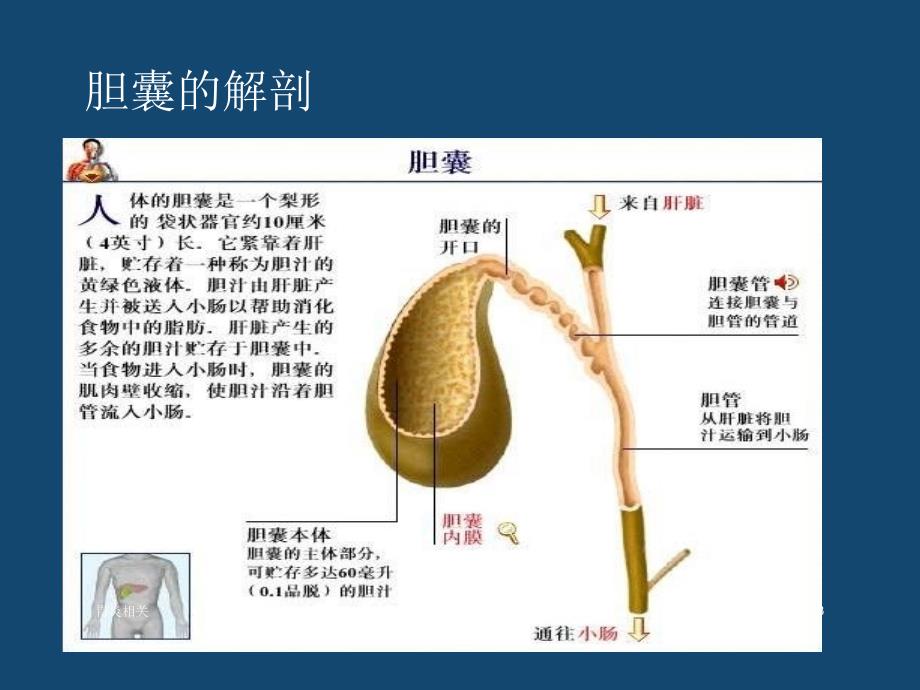 内科学-急性胆囊炎（专业应用）_第3页