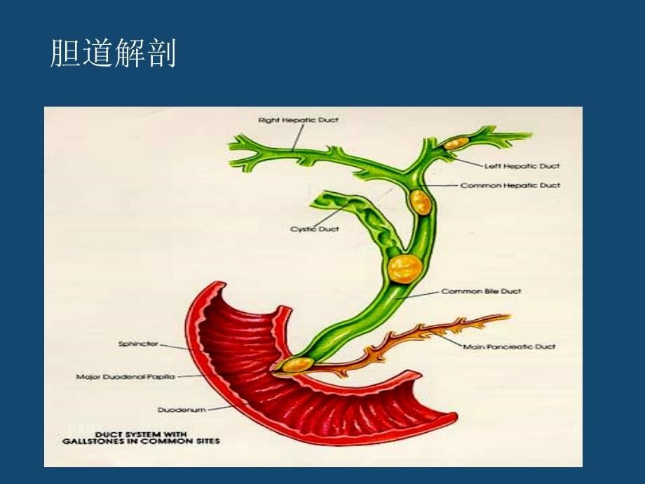 内科学-急性胆囊炎（专业应用）_第5页