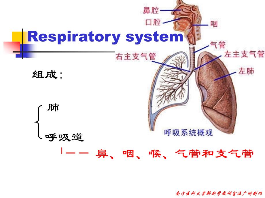 解剖呼吸系统_第3页