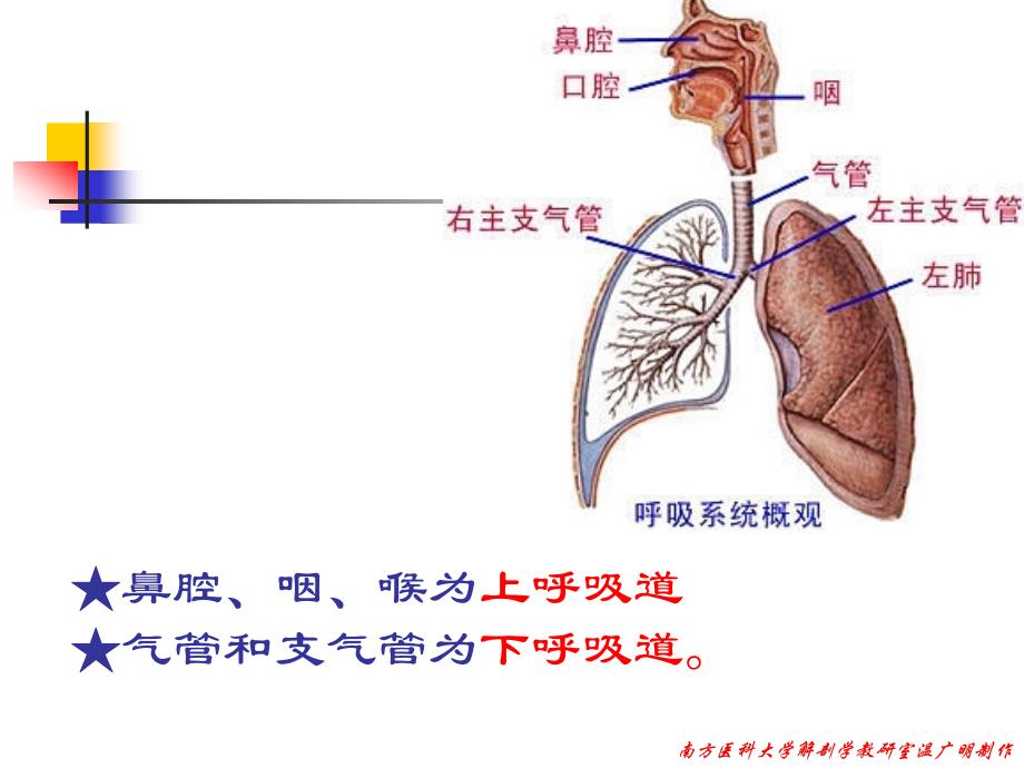 解剖呼吸系统_第4页