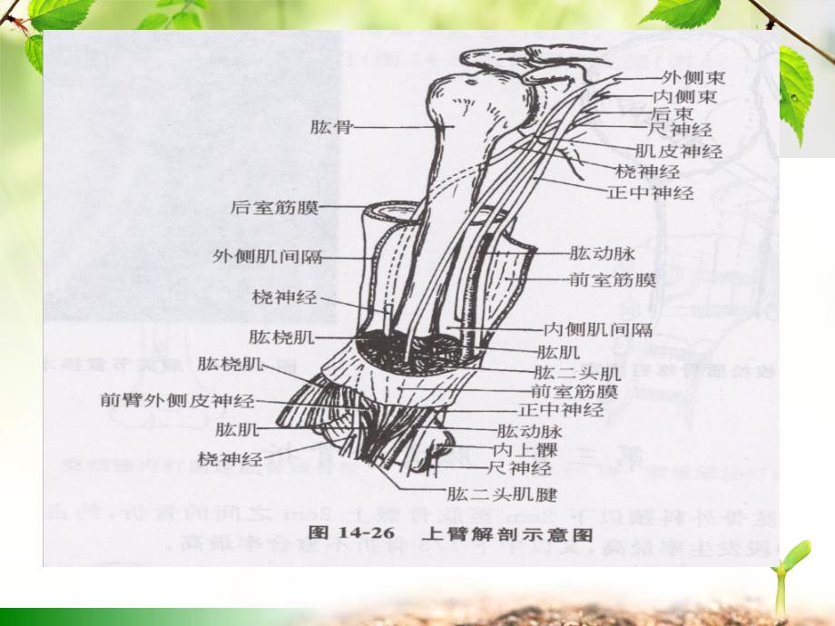 总院肱骨骨折护理查房精简版_第3页