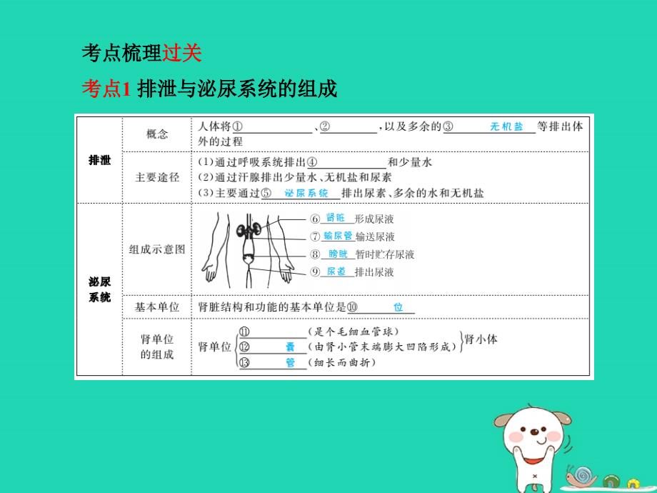 （聊城专）中考生物 第一部分 系统复习 成绩基石 第4单元 第5章 人体内废物的排出课件_第2页