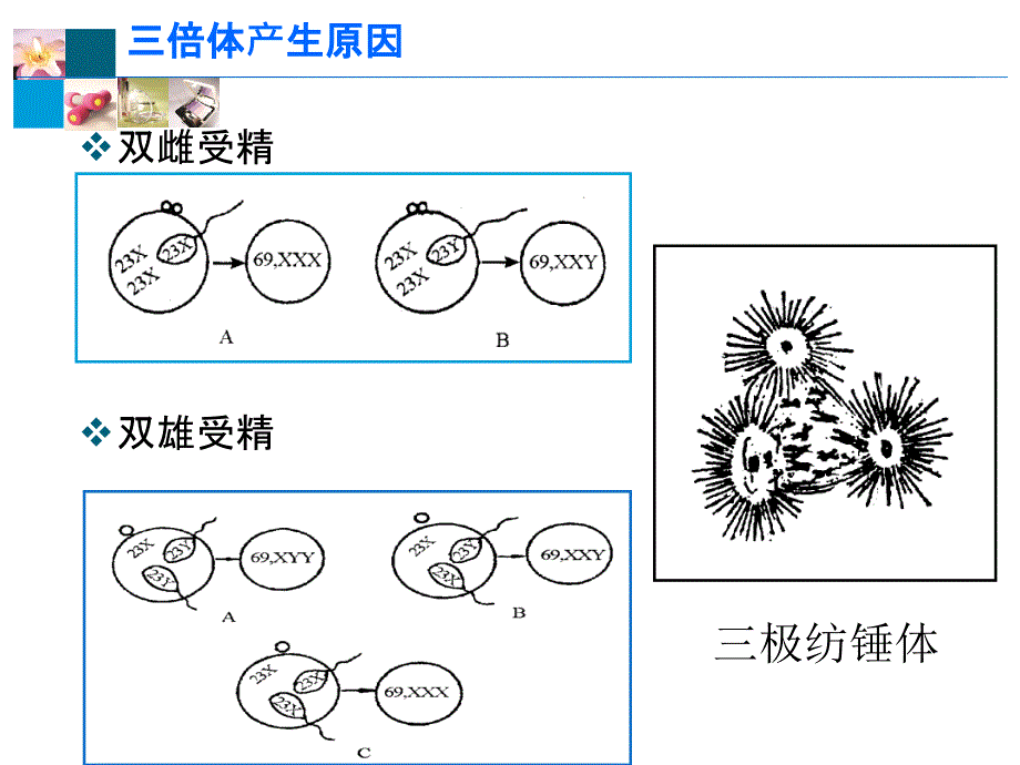 遗传7.0染色体病_第3页