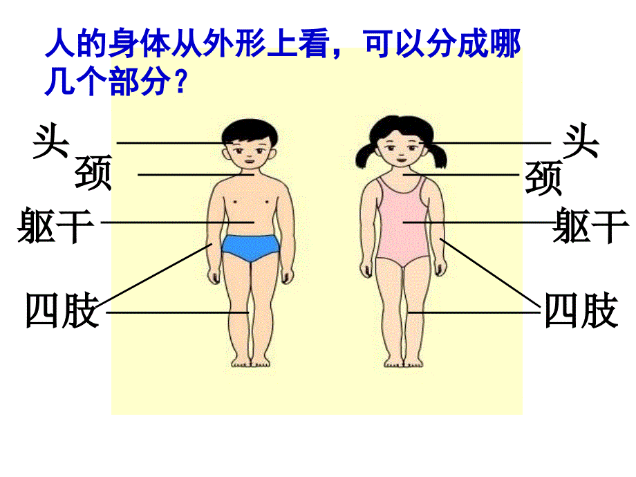 青岛版科学五上第4课我们的身体ppt课件1_第2页