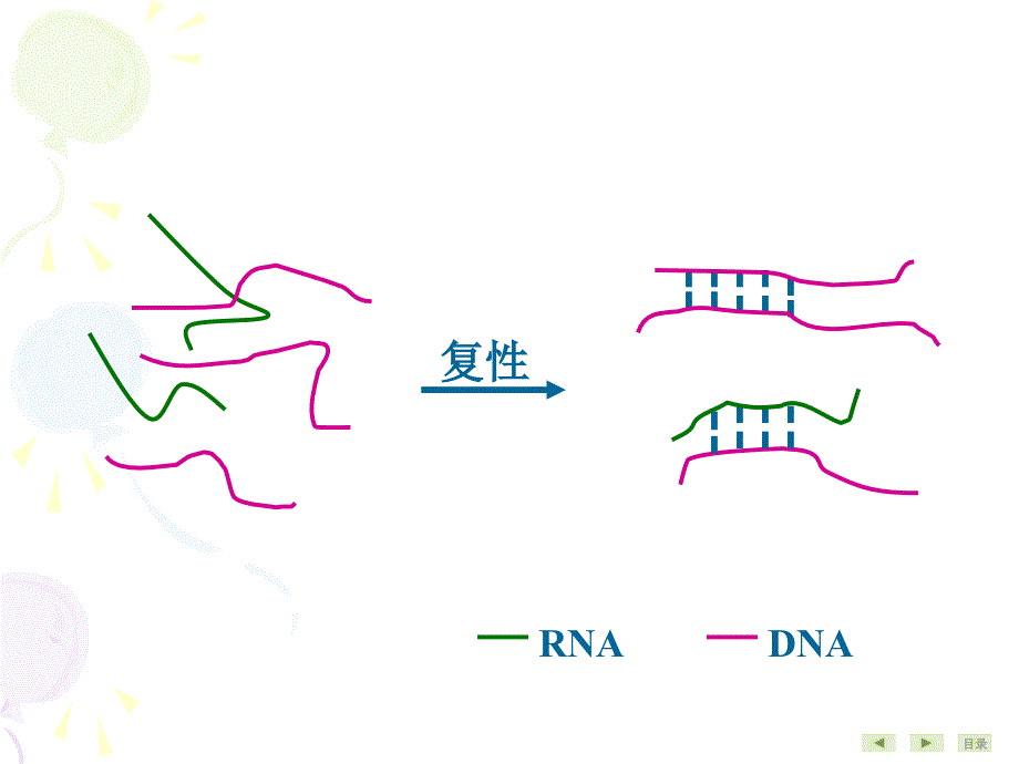 常用分子生物学技术的理及其应用_第4页