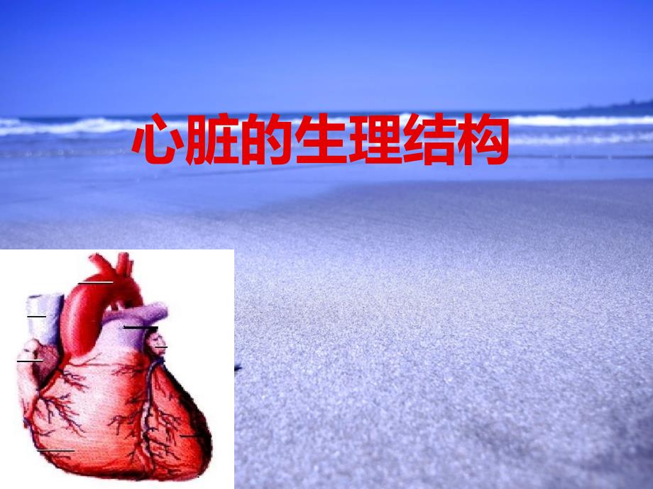 心脏生理结构课件_第1页