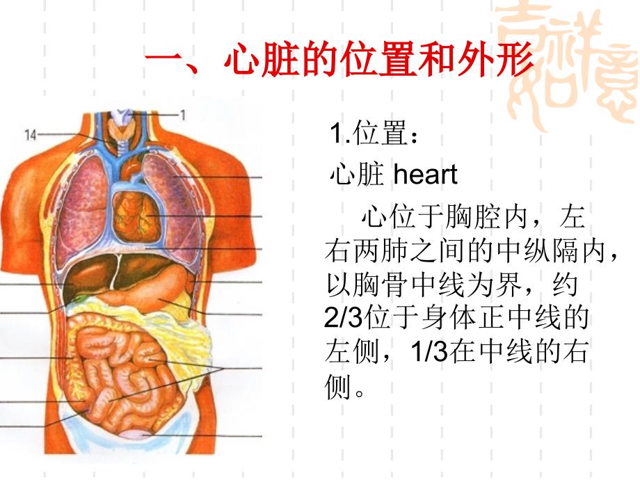 心脏生理结构课件_第3页