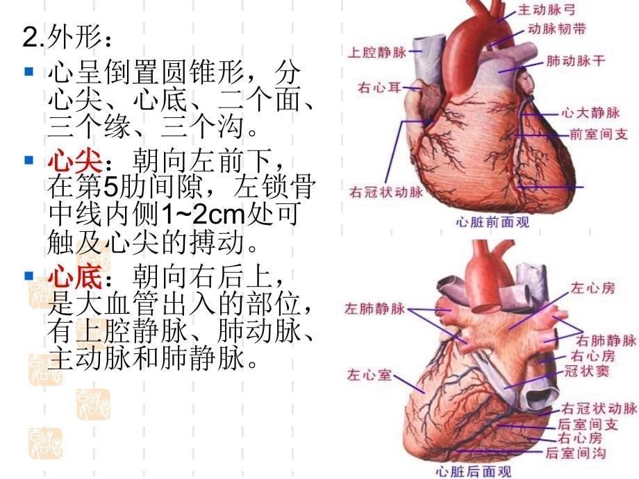 心脏生理结构课件_第5页