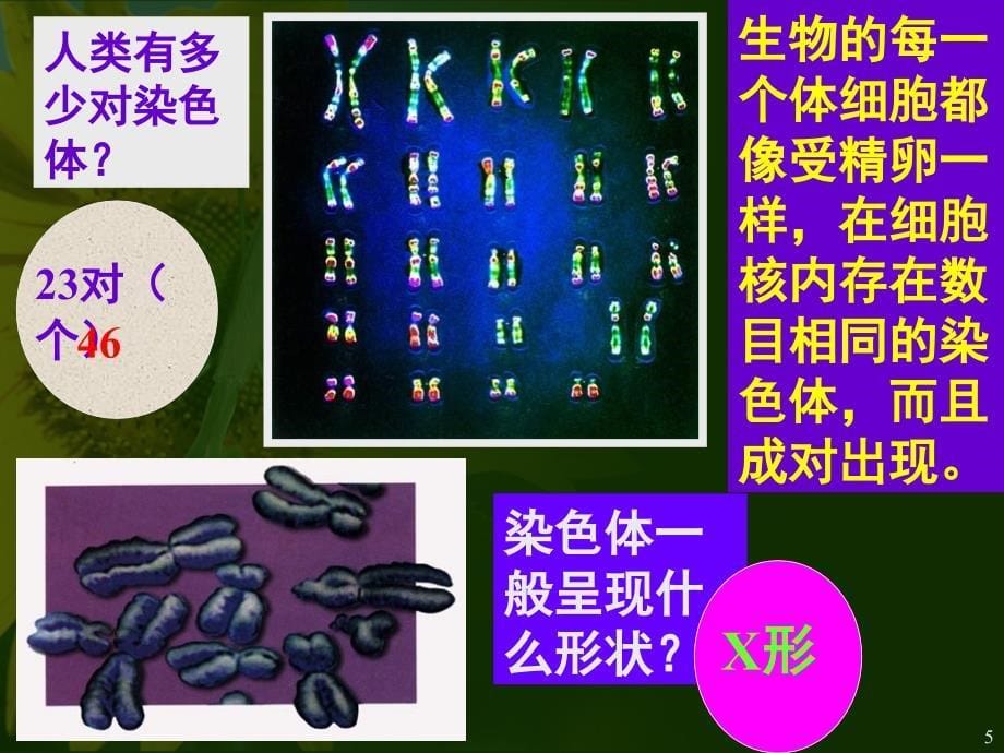 基因在亲子代间的传递课堂PPT_第5页